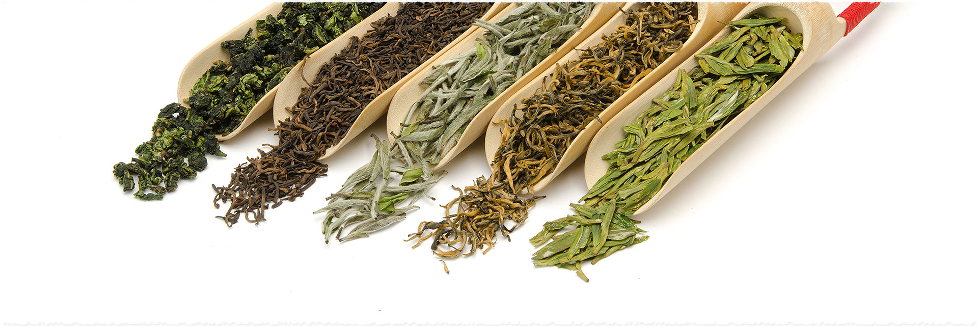 Thé vert, thé noir, quels  thés choisir quand on est débutant ?