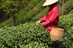 Le rapport du ministère chinois de l’agriculture sur la récolte de thés de printemps 2014