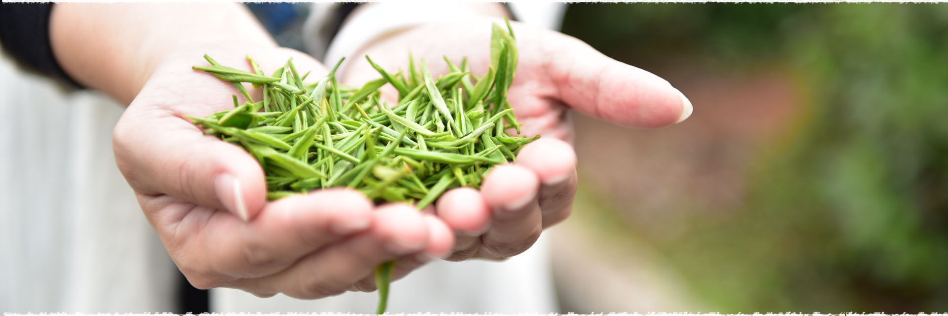 Soyez le premier à déguster nos thés verts de printemps cru 2016.