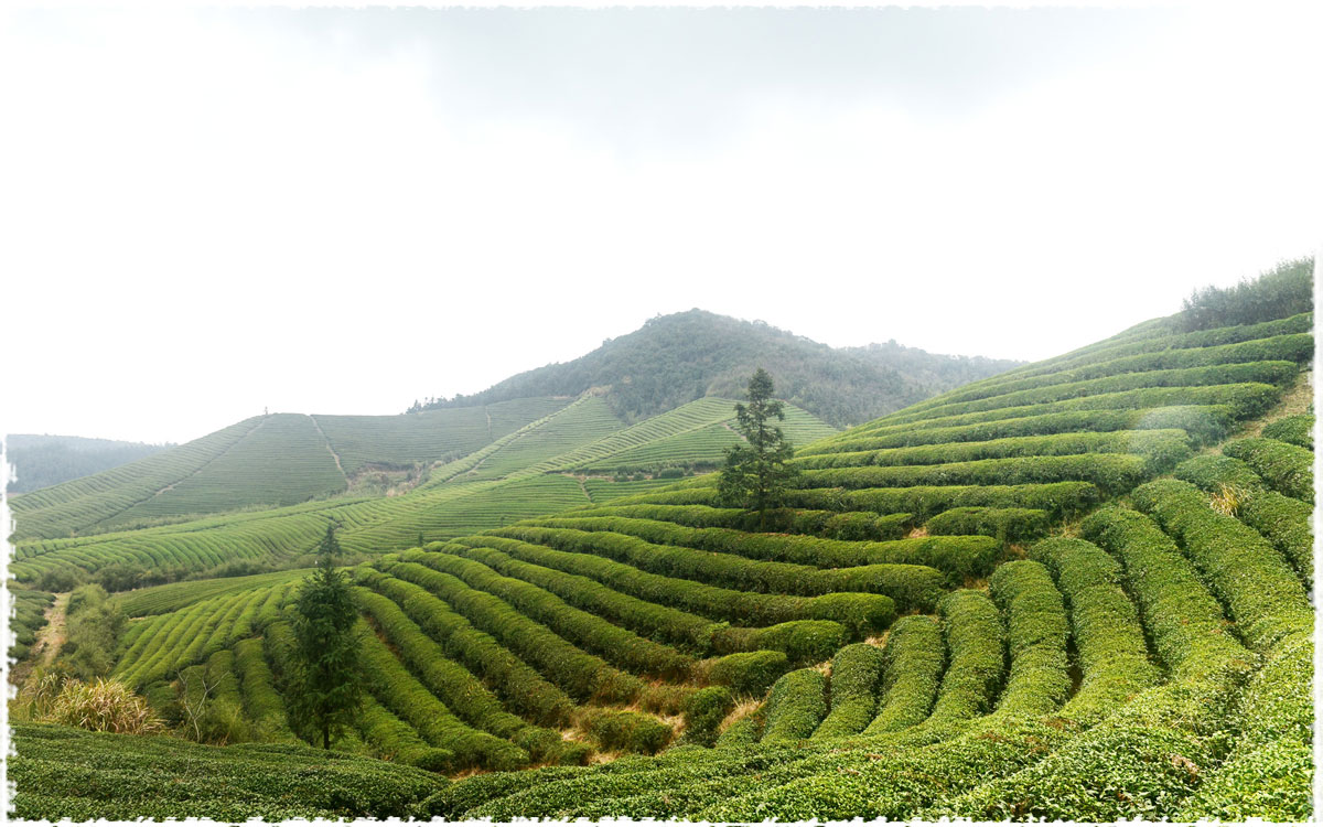 Jardins de Long Jing