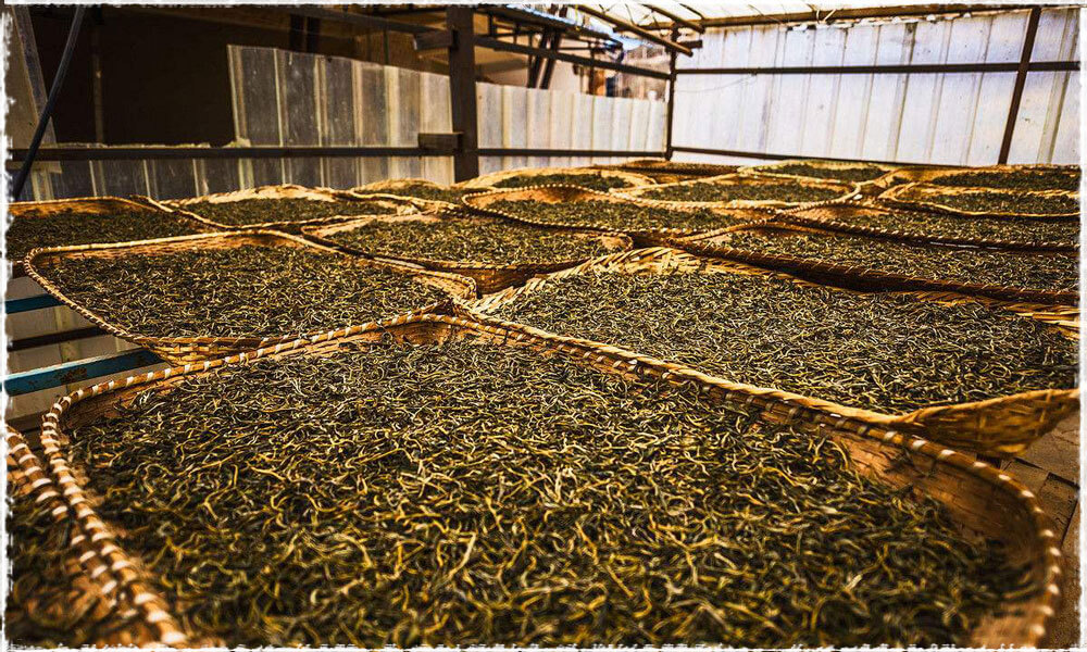 loose puerh tea