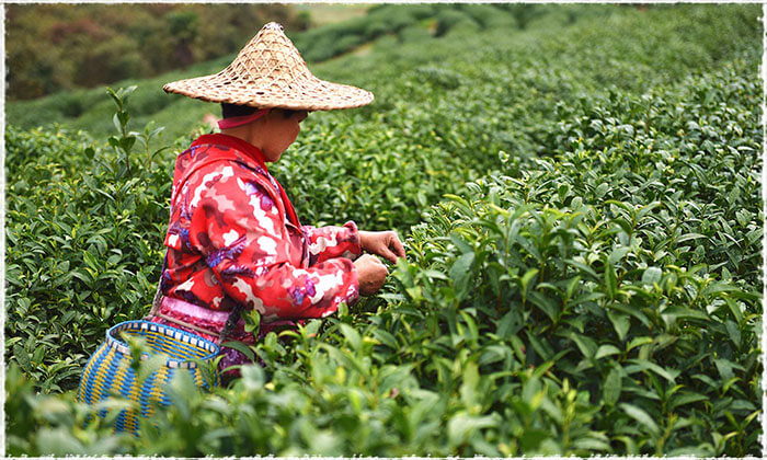 Tea Garden