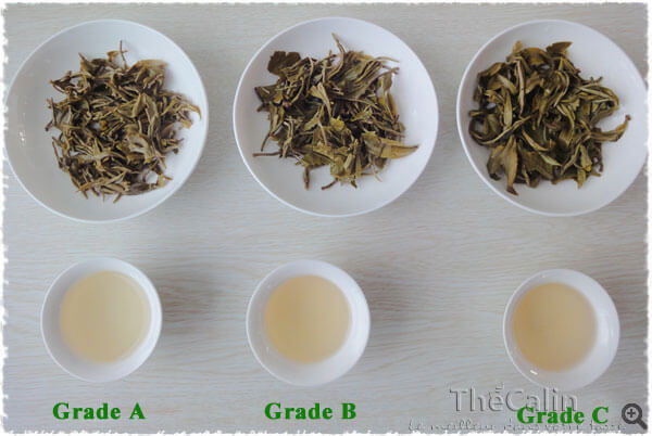 Bi Luo Chun grades A, B et C : infusion