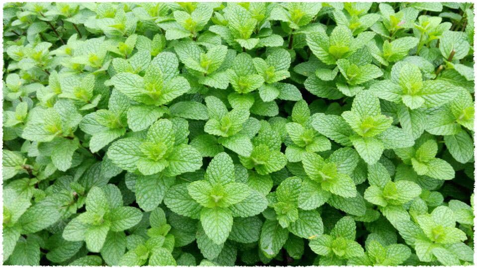 thé vert à la menthe