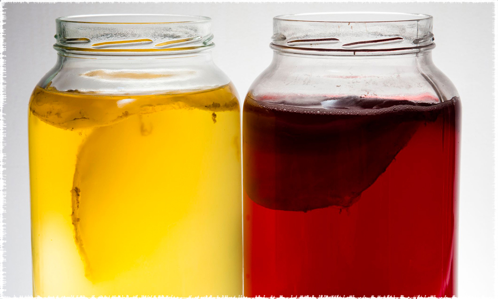 kombucha