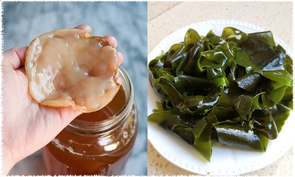 mère de kombucha et algues kombu