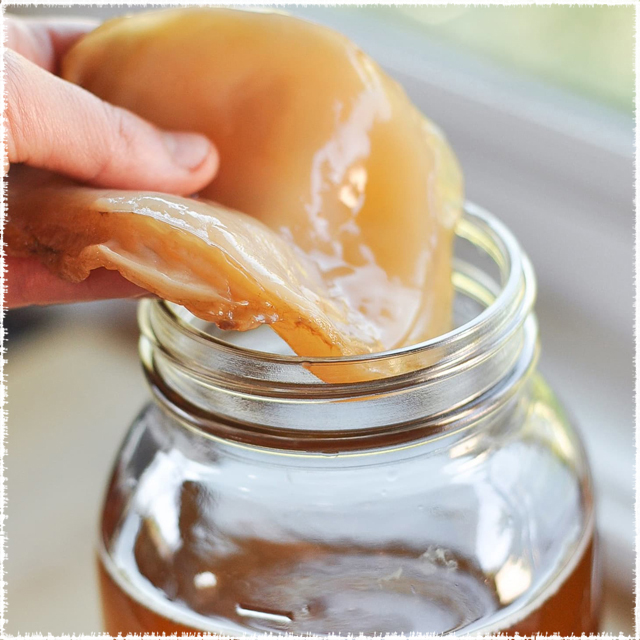 souche de kombucha