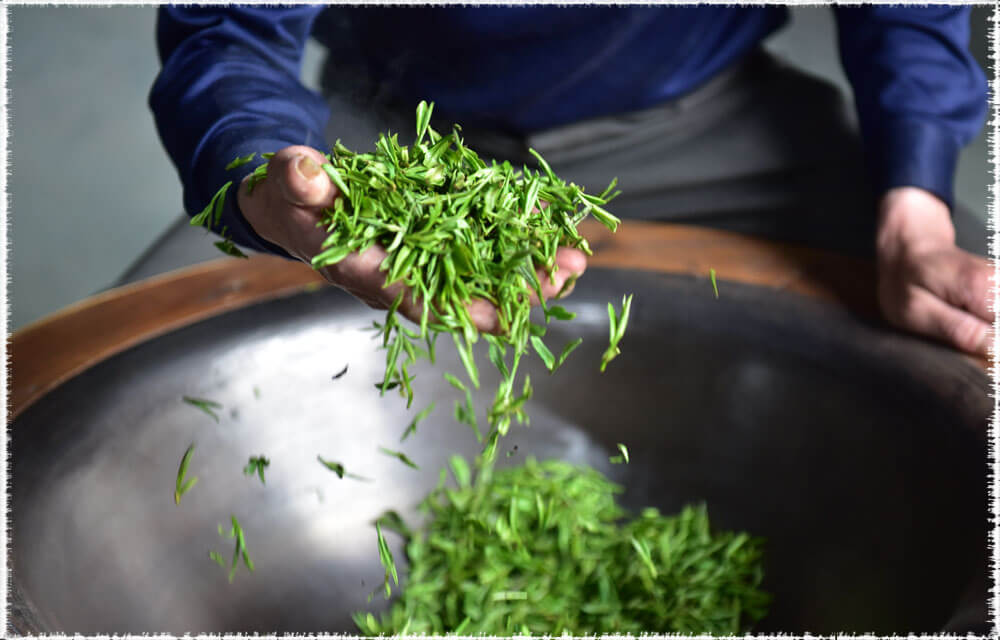 thé vert de printemps : fixation du longJing