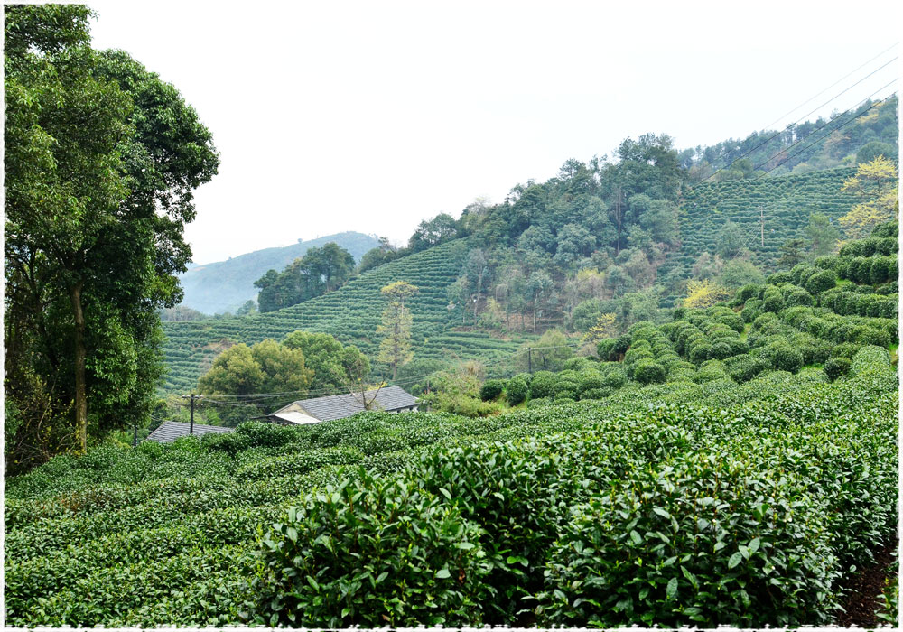Le lac de l’ouest ou Xihu, Longjing