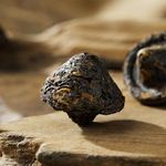 Champignon de Pu'Er