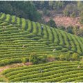 La production de thé noir en Malaisie dans les Cameron Highlands.