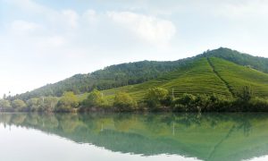 Les jardins de thé biologique de Bao Jia Cun