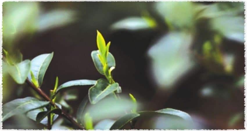 dans les jardins de Taihu