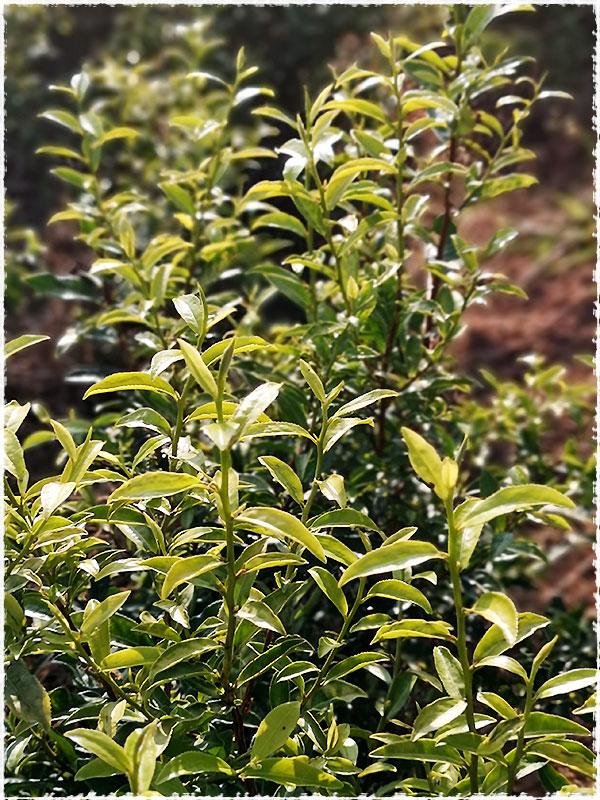 Tea Bush