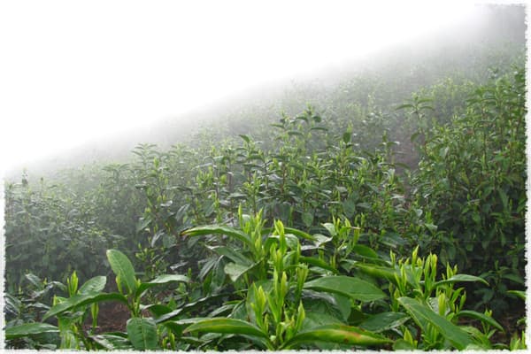 Tea Tree species