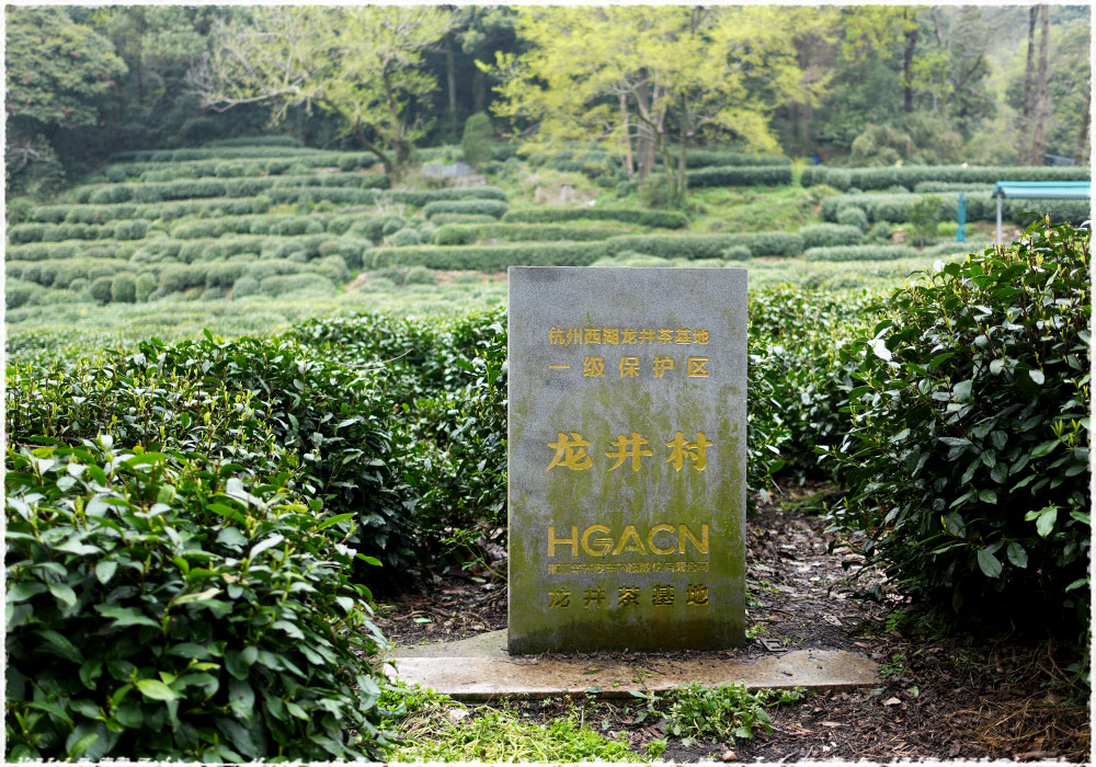 tea garden
