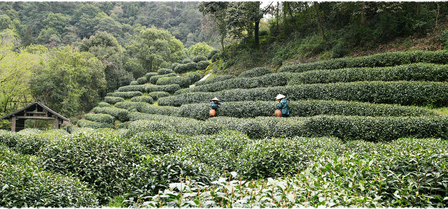tea garden