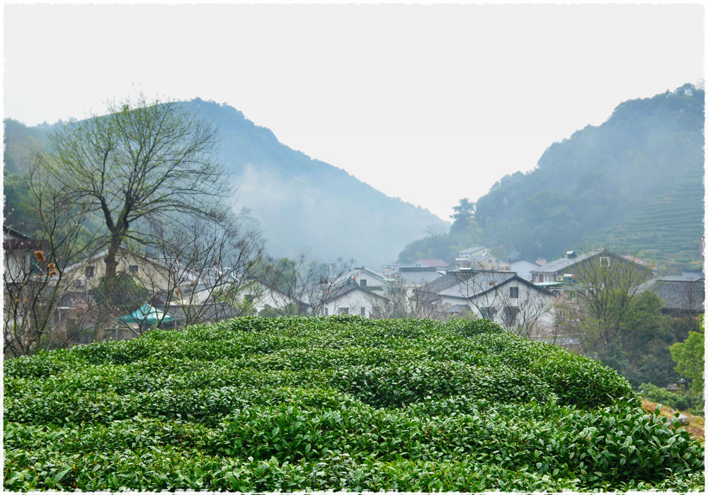 tea garden