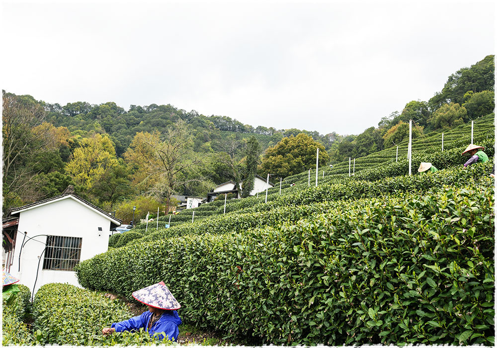 tea garden