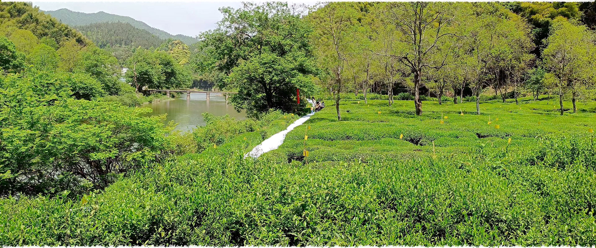 tea garden