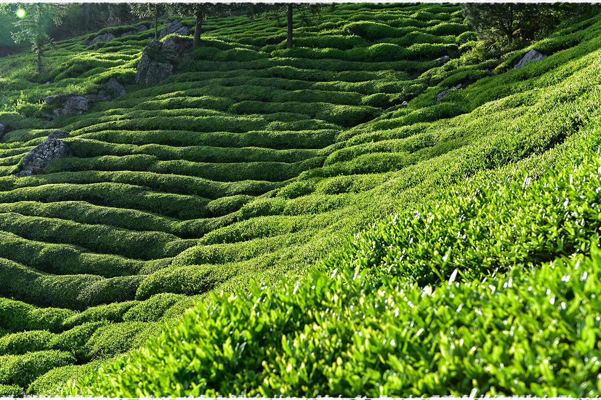 tea garden