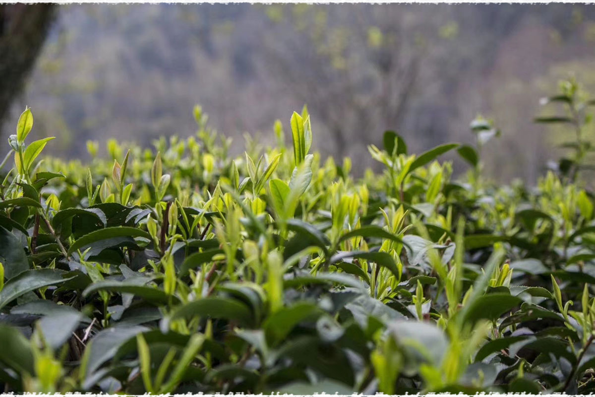tea garden