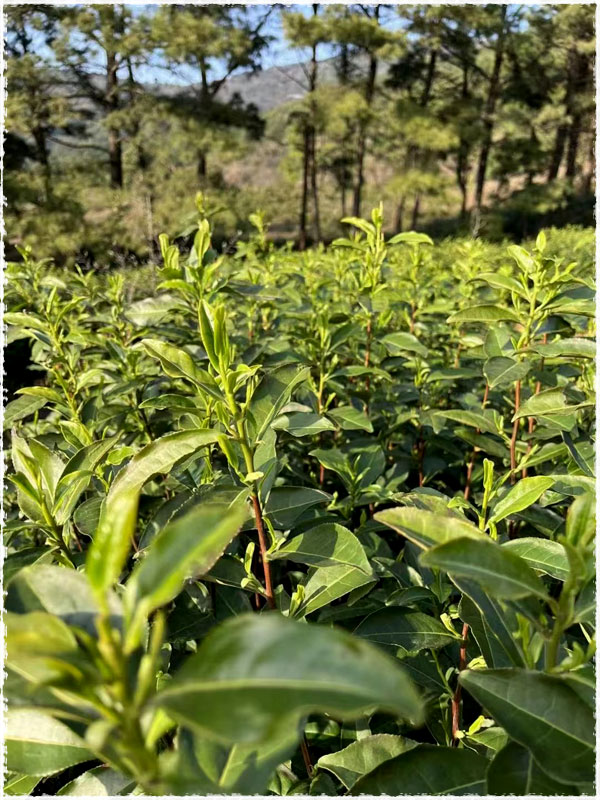 dans les jardins de Taihu