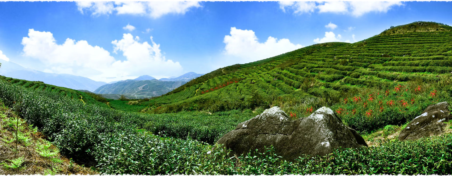 tea garden