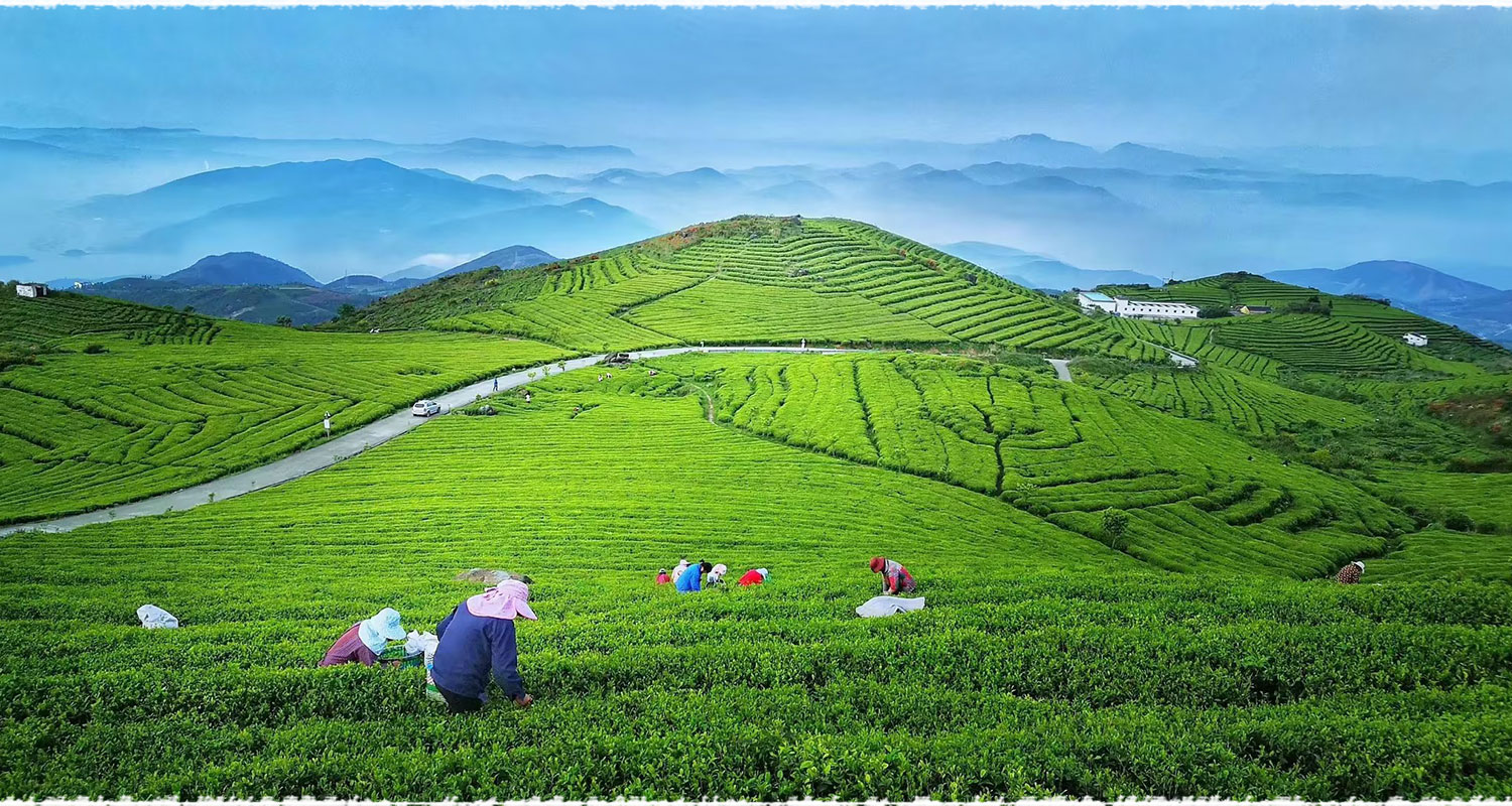 tea garden