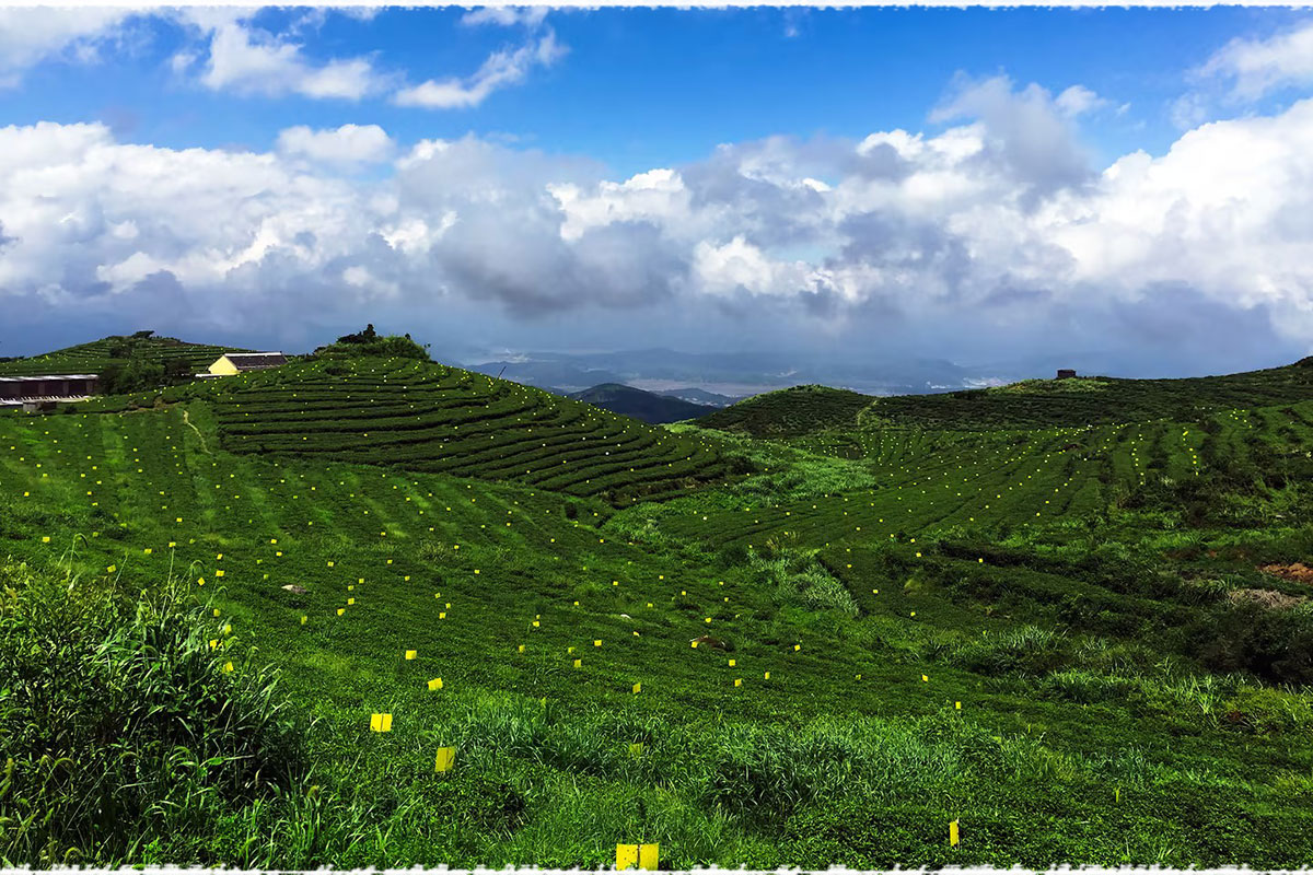 tea garden