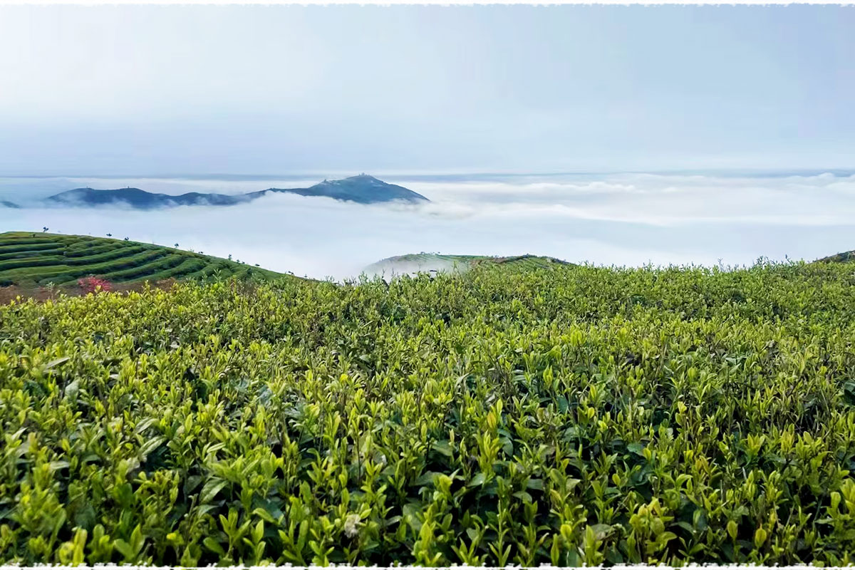 tea garden