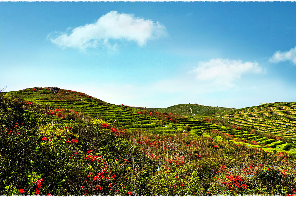 tea garden